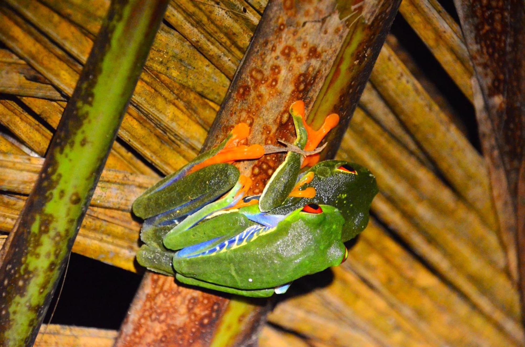 Chalets Silencio Del Bosque La Fortuna Exterior photo